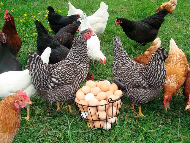 Содержание кур и уход за ними | ЗооТом - продажа, вязка и услуги для животных в Ельце