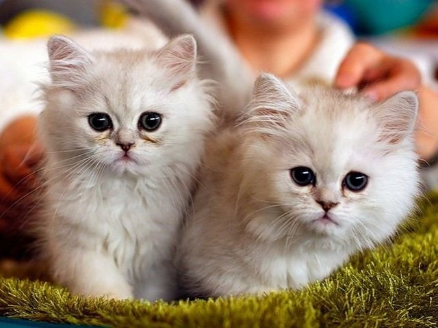 Породы кошек в Ельце | ЗооТом портал о животных