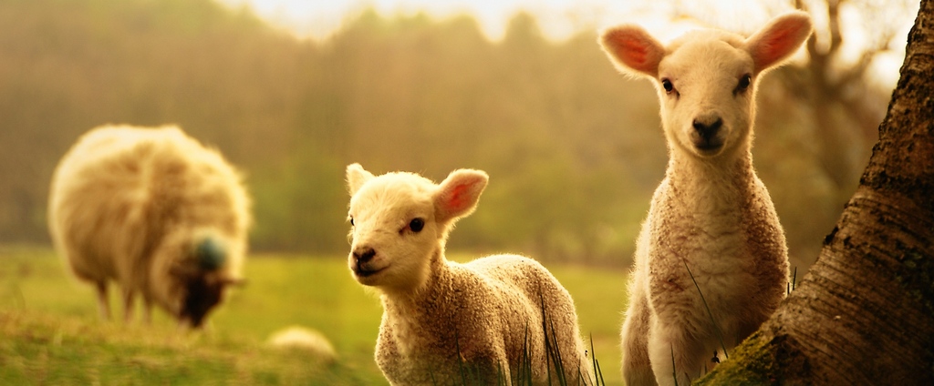 Объявления о сельскохозяйственных животных | ЗооТом - продажа, вязка и услуги для животных в Ельце