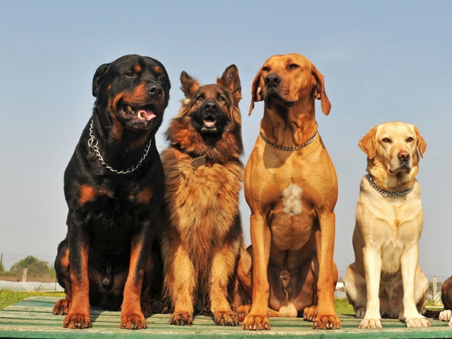 Крупные породы собак в Ельце | ЗооТом портал о животных